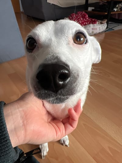 The image depicts a close-up view of a white dog situated indoors in a residential setting within Würselen, Germany. The dog, with prominent dark brown eyes and a glossy black nose, faces directly towards the viewer, occupying the central and upper portions of the frame. A human hand, appearing to belong to a light-skinned individual, is positioned beneath the dog's lower jaw, gently supporting its chin. The human's left wrist, partially visible at the bottom left, is covered by a dark, ribbed long-sleeved garment. The environment features light brown wooden laminate flooring. The background, largely out of focus, reveals elements of a domestic interior: a light-colored wall or vertical surface on the left, and dark furniture, a red and white patterned textile, and a light-colored pet bed on the right.