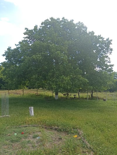 The image depicts a large, mature tree with a dense, green canopy, dominating the center of the frame. The tree's trunk is painted white near the base. Surrounding the tree is a grassy area, with some patches of drier, browner grass. A wire fence runs horizontally behind the tree, separating it from a more cultivated or disturbed area with visible soil and some scattered objects. To the left of the main tree, a cylindrical wire cage is erected in the grass. In the foreground, several colorful objects are scattered on the ground, including a red item, a green item, and a blue item, suggesting a children's play area or discarded toys. A wooden post stands upright in the grass to the right of the foreground. In the background, more trees and vegetation are visible, indicating a rural or semi-rural setting. The sky above is bright, with some wispy clouds. The scene appears to be a backyard or a park area within the city of Malgobek, Russia, characterized by a natural landscape with some human elements.