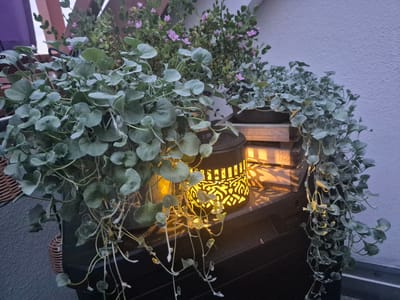 In Hagen, Germany, on a balcony, a black decorative lantern with an intricate cut-out pattern casts a warm, yellow glow. The lantern sits on a dark, textured surface, possibly a planter box or furniture. Surrounding the lantern are lush green plants with small, rounded leaves. One plant, in the foreground, is cascading downwards, its delicate tendrils reaching out. Behind it, another plant with slightly larger leaves is also present, with a few small pink flowers visible on a separate, taller plant in the background. The overall scene suggests an outdoor evening setting, with the soft light of the lantern creating a tranquil ambiance amidst the foliage. The background wall is a textured, light grey.