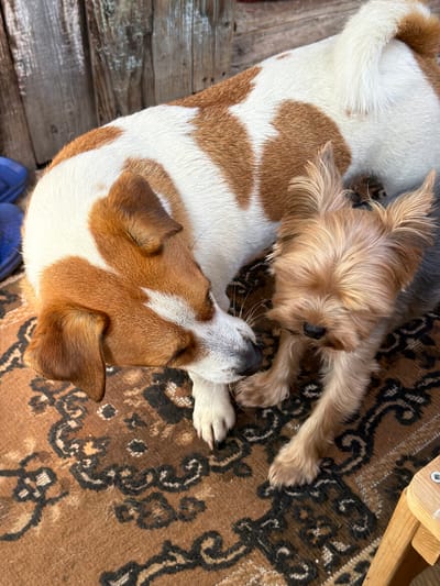 This close-up, high-angle outdoor shot captures two dogs on a patterned rug. The larger dog, a Jack Russell Terrier mix, has white and reddish-brown markings and is positioned to the left, with its head resting near the smaller dog. The smaller dog, a Yorkshire Terrier, is on the right, facing forward with its fur covering its eyes. The background shows a weathered wooden fence and a glimpse of blue objects. The scene is likely a domestic setting in the city of Sylva, Russia.