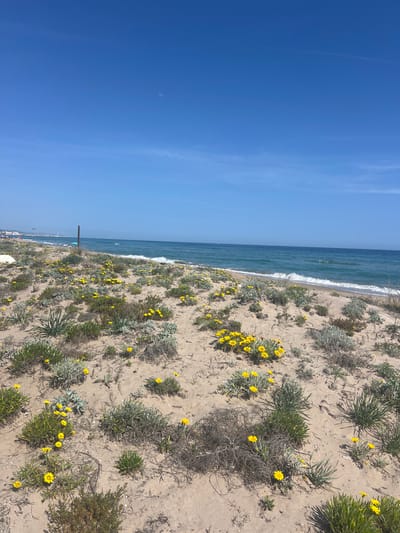 The image depicts a coastal scene in La Marina De Creixell, Spain. The view is from the beach, looking out towards the Mediterranean Sea. A clear blue sky occupies the left portion of the image. The ocean is a deep blue, with visible waves breaking along the shoreline. The beach itself is sandy, with vegetation interspersed. Small yellow flowers are scattered among the plants. A wooden post is visible closer to the foreground of the beach. Further in the distance, hints of urban development can be discerned along the coastline. The focus is on the natural landscape of the beach and sea, with a glimpse of human presence in the background.