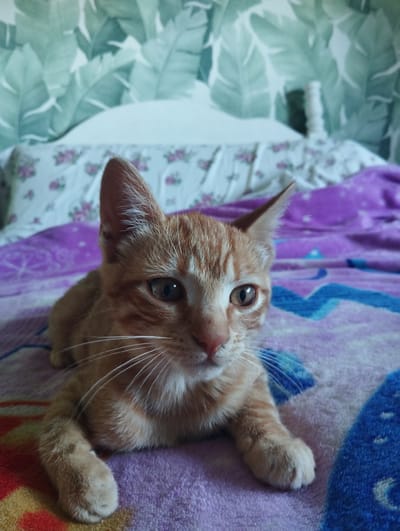 This media file features a close-up shot of a young orange tabby kitten resting on a bed. The kitten is lying down, facing the camera with its head slightly turned to the right. Its fur is a warm ginger color with darker orange stripes. The kitten has large, expressive eyes and long white whiskers. Its ears are pointed upwards, and one is slightly tilted.
The kitten is positioned on a purple blanket with a patterned design, possibly featuring stars or abstract shapes in blue and white. Behind the kitten, a bed with floral-patterned sheets and a headboard covered with a wallpaper depicting large green leaves can be seen. The overall setting appears to be a bedroom, likely indoors.
The lighting suggests it is daytime, possibly morning or afternoon, with soft natural light illuminating the scene. There is no visible text within the image. The kitten's relaxed posture and soft gaze convey a sense of comfort and contentment. The location context provided is Arucas, Spain, which doesn't directly correlate with any specific visual cues in the image itself, but adds a geographic detail to the scene.