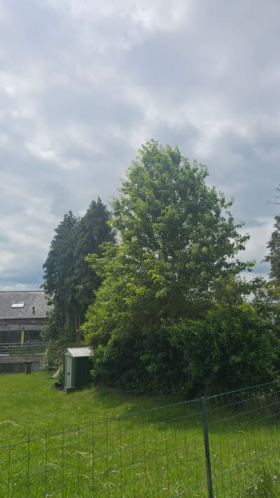 A tall, leafy green tree dominates the right side of the frame, its branches spread wide against a cloudy sky. To the left of this tree, a row of dark green coniferous trees stands tall, partially obscuring a building with a grey tiled roof and a skylight. In the foreground, a green metal shed with a white roof sits on a patch of grass. A children's swing set with a yellow slide is visible to the left of the shed. A green wire fence runs across the bottom of the image, dividing a grassy area with scattered wildflowers from the rest of the scene. The image was taken in Silenrieux, Belgium.