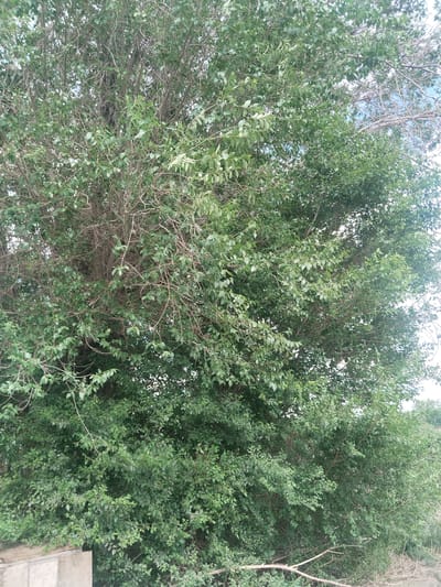 The media file is a vertical, eye-level photograph of a large, dense tree with abundant green foliage. The tree fills most of the frame, with its branches and leaves creating a textured canopy. The leaves are small and oval-shaped, appearing to be a vibrant green, suggesting a healthy, leafy tree. The branches are a mix of thin, wiry twigs and thicker limbs, with some bare branches visible, particularly towards the center and upper portions of the tree. The background shows a hazy sky with some lighter patches, possibly indicating clouds or an overcast day. To the lower left of the image, a small portion of a light-colored, rectangular object, possibly a building or a concrete structure, is visible. The overall scene appears to be an outdoor setting, likely in a natural or semi-natural environment. There are no people or animals visible in the image. The lighting is somewhat diffused, suggesting it is not direct midday sun. No text is visible in the image.