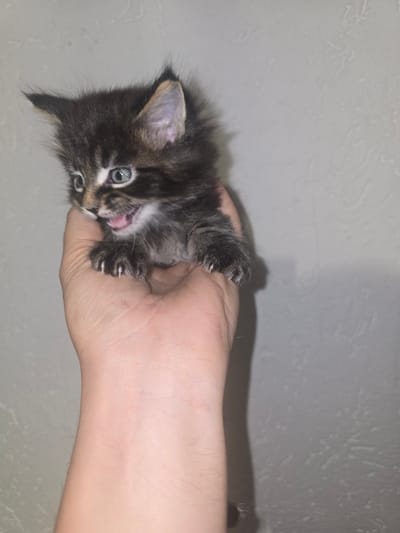 The image displays a close-up of a small, fluffy kitten being held in a human hand, rotated 90 degrees clockwise from a typical upright orientation. The kitten is the central subject, featuring dark brown and black tabby markings on its fur, with lighter patches around its muzzle. It has striking blue eyes, a small pink nose, and its pink tongue is slightly extended, suggesting it might be playfully licking or biting the hand. Small, white claws are visible against the skin of the hand.
The human hand, light-skinned and appearing to belong to an adult, cradles the kitten gently but firmly. The interaction between the human and the kitten appears tender and playful. The background consists of a light gray, textured wall, indicating an indoor setting. Artificial lighting illuminates the scene, creating a soft shadow of the hand and kitten on the wall. There is no visible text. The image captures a charming moment of connection in what is described as Kraishte, Bulgaria.