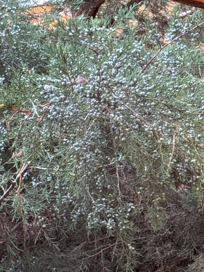A close-up, eye-level, medium shot captures the dense foliage and numerous small, round, bluish-green berries of a juniper tree. The branches, covered in needle-like leaves, are interwoven, creating a textured and complex pattern. A rough, brown tree trunk is visible in the upper right background, partially obscured by the branches. The lighting suggests an outdoor setting, possibly in Lopanka, Russia, though no specific environmental features confirm this location. The image is focused on the natural elements of the tree, with no human presence or activity depicted.