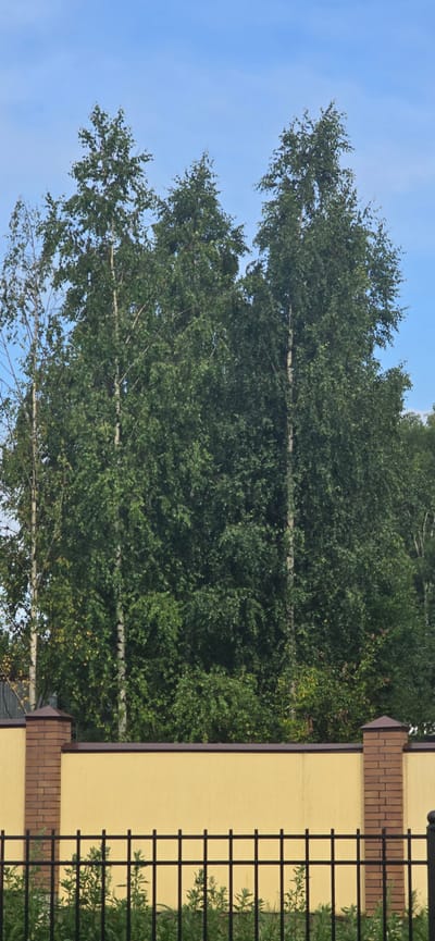 The image depicts a view of birch trees behind a yellow wall topped with a brown trim, a brick pillar, and a black metal fence in the foreground. The scene is set under a clear blue sky with a few wispy clouds. The birch trees are lush and green, with thin white trunks visible amongst the foliage. The wall is a solid expanse of yellow, with a single brick pillar on the left side, featuring a pointed brown cap. A black metal fence with vertical bars and horizontal supports runs across the lower portion of the image, with green vegetation growing behind it. The overall impression is that of a residential outdoor space in a rural or suburban setting, possibly a backyard or a property boundary. The location provided, Русская Деревня-2 Кп, Russia, suggests a village or a country settlement.