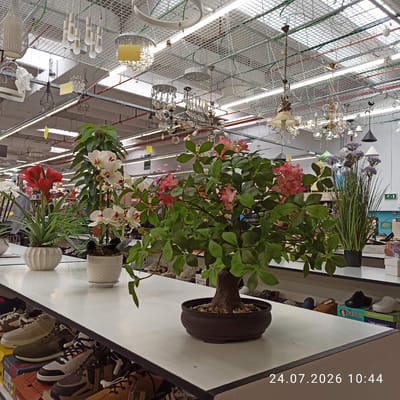 The image depicts the interior of a retail store in Modugno, Italy, possibly a department store or a large home goods store. The foreground features a white display table laden with various potted artificial plants, including orchids, a red amaryllis, and a bonsai with pink flowers. The plants are in decorative ceramic pots. Below the display table, shelves are stocked with numerous pairs of shoes and shoe boxes. The background reveals a high ceiling grid structure with an array of modern and ornate chandeliers and pendant lights hanging from it. Further in the background, aisles and displays of merchandise are visible, along with shelving units and what appear to be other retail sections of the store. The scene is brightly lit, suggesting an indoor retail environment during business hours. A timestamp, "24.07.2026 10:44", is overlaid on the bottom right corner of the image. No people are clearly visible or identifiable in the frame.