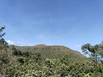 This image captures an uninhabited natural landscape in Subukia ward, Kenya. The upper two-thirds of the frame consist of a clear, bright blue sky with minimal scattered white clouds. Below the horizon, a series of undulating hills and mountains are visible, predominantly covered in a mix of green and brown vegetation, indicating varied plant density and terrain. The immediate foreground is densely populated with various green plants and shrubs, some displaying small clusters of purple inflorescences or berries. Additionally, dry, thorny branches are interspersed within the foreground foliage. No human presence, man-made structures, or observable actions are depicted. The scene is illuminated by natural daylight.