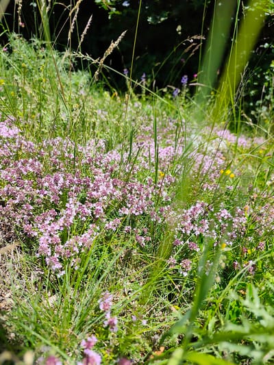 The image shows a close-up view of a field of small pink flowers, possibly wild thyme, growing amongst green grass and other wildflowers. The scene appears to be outdoors on a sunny day, with dappled light suggesting it might be in a wooded area or near trees. The focus is on the natural vegetation, with the pink flowers forming a dense carpet in the foreground and mid-ground. Some blades of grass are tall and wispy, while others are shorter and thicker. The background is a blur of green foliage and dark shadows. There are no people, animals, or man-made structures visible in the image. The location is identified as Dolovi, Montenegro.