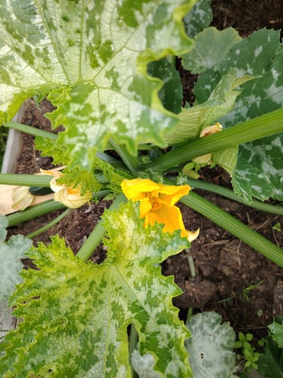 This close-up, top-down shot captures the vibrant yellow blossoms and large, textured leaves of a zucchini plant growing in a garden bed in Soivolovskaya, Russia. The scene is set outdoors, with dark soil visible between the plant's foliage. The zucchini leaves are broad and deeply veined, with a distinctive variegated pattern of light and dark green, and serrated edges. Some leaves show a powdery, light-colored mottling. Several bright yellow, trumpet-shaped zucchini flowers are in various stages of bloom, with delicate, ruffled petals. One fully open flower is prominently featured, revealing its intricate inner structure. The plant's thick, ribbed green stems are also visible, supporting the lush leaves and flowers. The lighting suggests it is daytime, possibly overcast given the diffused light. The overall impression is one of healthy, active plant growth in a natural, rural setting. No people are visible, and there is no visible text.