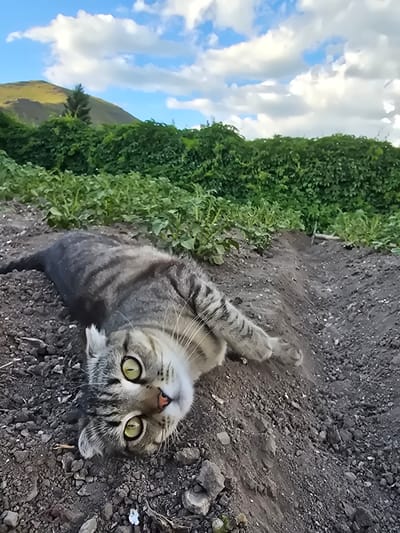This image features a domestic cat lying on its back on the ground. The cat is a tabby with gray and black stripes, and its bright green eyes are wide open, looking directly at the camera. Its mouth is slightly open, revealing a pink tongue. The cat appears relaxed, with its paws extended. The ground beneath the cat is dark and rocky, with some small pebbles and dirt visible. To the left of the cat, there is a dense patch of vibrant green foliage. In the background, a green hillside slopes upward, meeting a bright blue sky dotted with fluffy white clouds. The scene suggests an outdoor setting, possibly in a rural or natural area. The lighting indicates it is daytime.