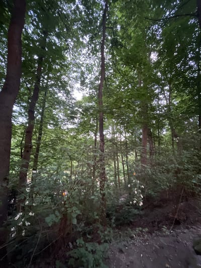 The image depicts a dense forest scene with tall trees and thick undergrowth. The canopy of leaves is prevalent, allowing dappled sunlight to filter through. The ground is covered in dirt and foliage. In the middle ground, there are some white flowers blooming amongst the green bushes. In the background, more trees are visible, creating a sense of depth. There are no people or animals present in the image. The location is identified as Jihlava, Czechia.