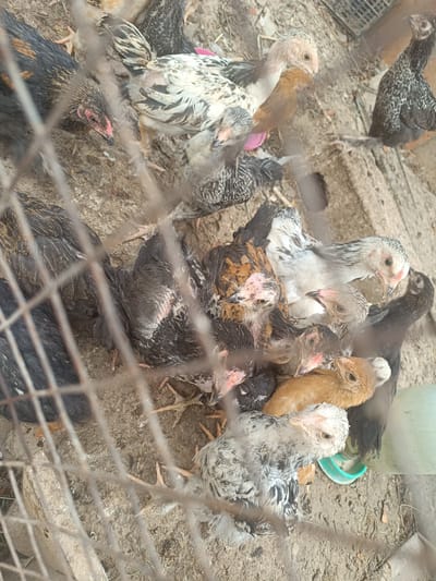 The image shows a group of chickens in an enclosure, likely a coop. The chickens are of various colors, including black, white, brown, and speckled patterns. Some appear to be young chicks, while others are older. They are standing on a dirt or sand ground. A wire mesh fence is visible in the foreground, partially obscuring the view of the chickens. There are some plastic containers in the background. The scene is consistent with a rural or agricultural setting. The location is identified as Shamalgan, Kazakhstan.