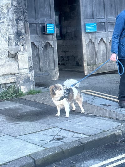 The image depicts an outdoor scene at Salisbury Cathedral in Salisbury, United Kingdom, specifically near an entrance within the cathedral close.
On the right, the lower half of an individual is visible, wearing dark trousers and a blue, possibly padded, jacket. This person is holding a blue braided leash in their right hand.
A small to medium-sized dog with multi-colored fur (white, brown, and grey patches) stands on a grey paved sidewalk. The dog wears a dark harness and is attached to the blue leash held by the individual. It faces left, with its head slightly turned towards the right, appearing alert.
In the background, two tall, aged wooden doors with paneling and subtle gothic-style carvings are slightly ajar, revealing a darker interior. On the left door, a blue rectangular sign with white text is affixed, stating, "Please ensure the Doors are closed by 7:00 when these gates will be locked." On the right door, another blue sign with white text reads, "Salisbury Cathedral and Magna Carta" with an upward-pointing arrow and additional symbols. To the far left, a textured grey stone wall is visible.
The ground consists of grey paving slabs, with a section of tactile paving behind the dog. A dark asphalt road surface is visible in the foreground, separated from the pavement by a kerb. Two faded yellow lines are marked on the asphalt. Small patches of green vegetation are present between the stone wall and the sidewalk. The pavement appears to have damp patches.
