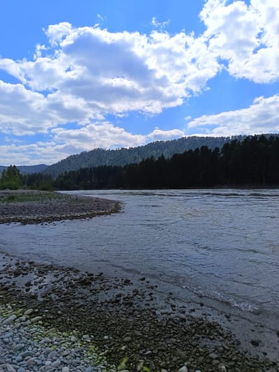 The image depicts a wide, slow-moving river flowing past a densely forested hillside under a bright blue sky filled with white, puffy clouds. The river's surface shows gentle ripples. The foreground features a stony bank, with various sizes of rounded stones and pebbles, some appearing wet from the water's edge. To the left of the river, a sandy area transitions into more stones and sparse vegetation, with a glimpse of green trees further back. The hillside is covered with a dense, dark green coniferous forest that stretches across the horizon, with lighter green foliage visible on the higher slopes. The sky is a vibrant blue, with the sunlight illuminating the tops of the clouds. The overall scene is serene and natural, indicative of a rural or wilderness environment. The location is specified as Nizhnekajancha, Russia.