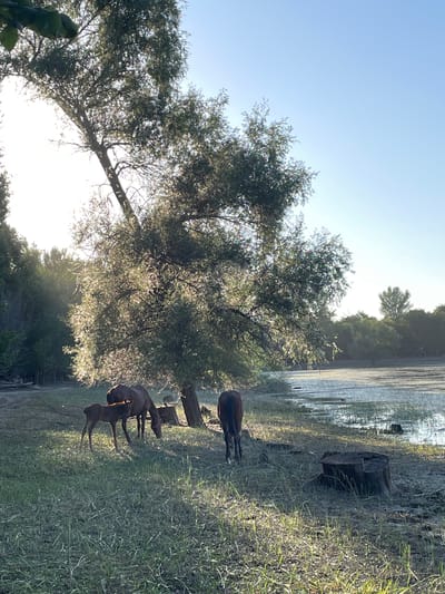 The image depicts a serene natural scene at dawn in Kyrgyzstan. The foreground is dominated by lush green grass and a large tree with dense foliage, its branches reaching towards the bright, clear sky. Sunlight streams through the leaves, creating a dappled effect.
In the middle ground, a body of water, possibly a lake or slow-moving river, reflects the sky and surrounding trees. Its surface appears calm, with subtle ripples. On the bank of the water, a large, weathered tree stump stands as a silent sentinel.
Several horses are present in the scene. One is standing near the water, its dark coat contrasting with the greenery. Further down, a group of three horses are visible, one adult and two foals, grazing peacefully. Their presence adds a touch of life and tranquility to the landscape.
The time of day is clearly indicated as dawn by the quality of the light and the bright, cloudless sky. The atmosphere is peaceful and natural, suggesting an untouched natural environment. There are no people or visible text in the image. The overall impression is one of quiet beauty and the start of a new day in a rural, natural setting.