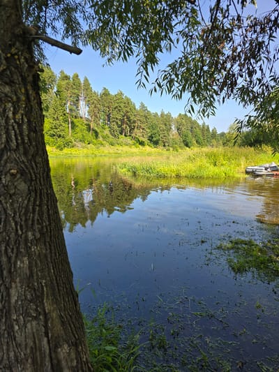 A serene natural scene unfolds by a calm body of water, with a large tree trunk dominating the foreground on the left. The tree's rough, textured bark suggests maturity. The water's surface reflects the lush green trees and the clear blue sky, creating a symmetrical visual. Along the far bank, a dense line of green trees and vegetation forms a natural barrier, with some scattered yellow flowers adding pops of color. In the mid-right section of the water, a small inflatable boat with orange accents is moored. The overall environment suggests a peaceful, rural setting, possibly a river or lake, located in Voinskaya Chast' Mchs, Russia. The lighting indicates it is daytime, with the sun casting gentle shadows and highlighting the natural beauty of the landscape.
