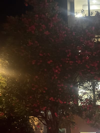 The image captures a night scene in Boreti, Montenegro, focusing on a dense tree with abundant small red flowers, likely oleander, which is common in the region. The tree's branches and foliage dominate the foreground and midground. Light sources are visible: a warm, diffused glow to the left suggests artificial lighting, possibly from a streetlamp, casting a hazy effect. To the right, through the branches of the tree, a window is visible with a brightly lit interior, hinting at residential or commercial space. The window has a reflective surface and a patterned frame, possibly stained glass or a decorative metalwork, obscuring a clear view of the inside. The overall lighting is dim, with strong contrasts between illuminated areas and shadows, characteristic of a nighttime urban or suburban environment. No people are discernible in the image.