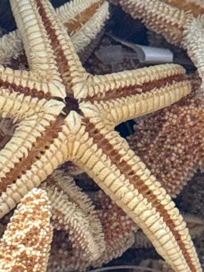 The image shows a close-up view of a cluster of starfish. The starfish have a bumpy texture, with alternating light and dark bands along their arms. The background is indistinct, with other starfish partially visible. One notable feature is a small, gray, tubular object nestled between the arms of a starfish in the upper left quadrant of the image. The image does not contain sufficient information to determine if it was taken in Key Largo, United States of America.