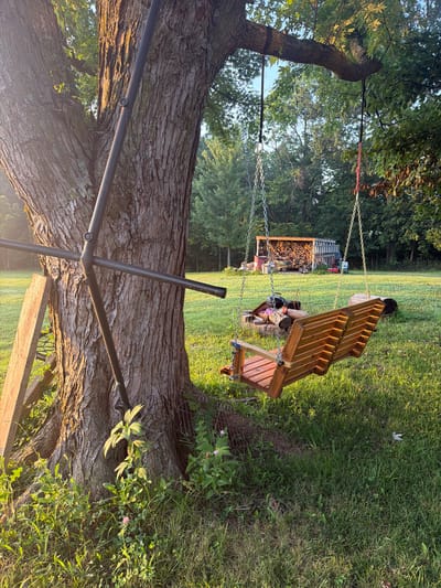 A sunlit, daytime, outdoor scene in Holt, United States, features a wooden swing hanging from a large tree. The swing, made of light-colored wood slats, is suspended by chains. A metal support structure is attached to the tree trunk. The ground is covered in green grass, with some wildflowers and a small plant growing near the base of the tree. In the background, a wooden shed filled with firewood is visible, along with some other scattered objects. The sky is a clear blue, and the sunlight casts long shadows. The image appears to be a static shot, with no people or animals present.