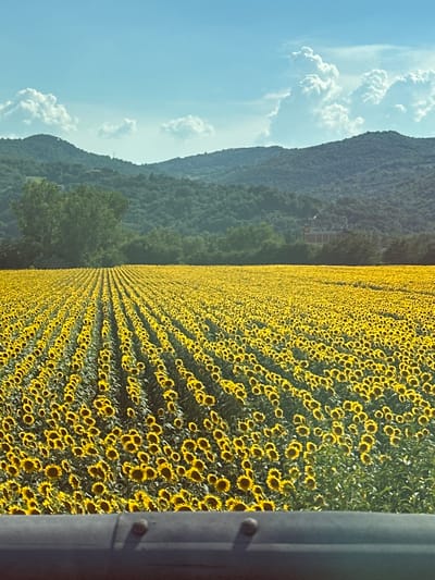 This image depicts a vast, sun-drenched sunflower field in what is identified as Perugia, Italy. The scene is dominated by rows upon rows of bright yellow sunflowers, their faces turned towards an unseen sun, creating a sea of golden color. The field stretches as far as the eye can see, suggesting an agricultural landscape.
To the left of the sunflower field, a lush, green hillside rises, covered in dense trees. The hillside is gently sloped and appears to be part of a mountainous or hilly terrain. A building, possibly a villa or farmhouse, is visible nestled partway up the slope, hinting at human presence in the otherwise natural landscape.
The sky above is a clear, bright blue, dotted with fluffy white clouds. This suggests fair weather and likely daytime, possibly late morning or afternoon given the quality of light. The overall impression is one of natural beauty and tranquility, evoking a sense of warmth and abundance.
On the far right of the image, a dark, cylindrical object, likely a pole or pillar, partially obscures the view of the sunflower field. Its presence suggests that the photo may have been taken from a vehicle or a structure, framing the natural scene. No people are visible in the image, and there is no visible text.