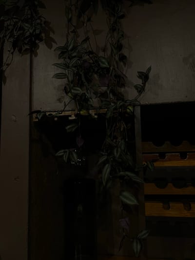 The image depicts a dimly lit, likely indoor scene in Tepoztlán, Mexico. A wandering Jew plant (Tradescantia zebrina) is prominently featured, with its characteristic striped leaves and purple undersides. The plant cascades along a surface, which appears to be a wall with a horizontal ledge. A dark object, perhaps a shelf or piece of furniture, is positioned above the ledge. The background features a wooden structure with decorative cutouts. The overall ambiance is dark, obscuring many details and suggesting low light conditions.