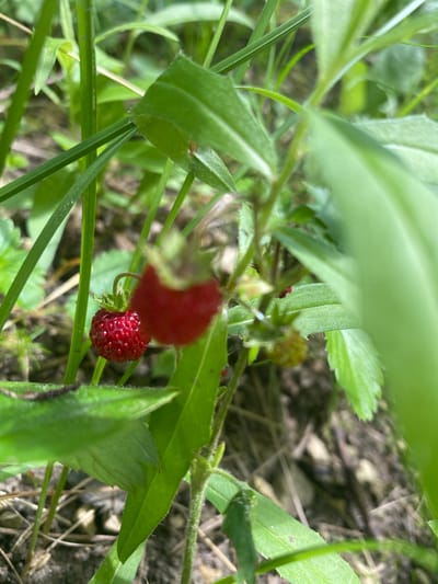 In Korvet, Russia, a close-up, eye-level, outdoor shot captures a wild strawberry plant. Two small, red wild strawberries are visible, one in sharp focus and the other slightly blurred. Green leaves and stems dominate the foreground, with a blurred background of dry grass and soil. The lighting suggests a bright, overcast day. There are no people or animals present in the image.