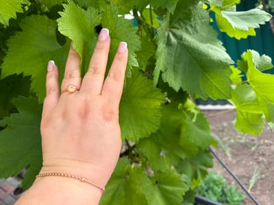 An overhead medium shot captures a woman's left hand with French manicured nails and a rose gold ring with a light yellow gemstone, delicately touching vibrant green grape leaves in Ceadîr-Lunga, Moldova. Her hand is adorned with a thin rose gold bracelet. The background reveals a blurry green fence and soil.