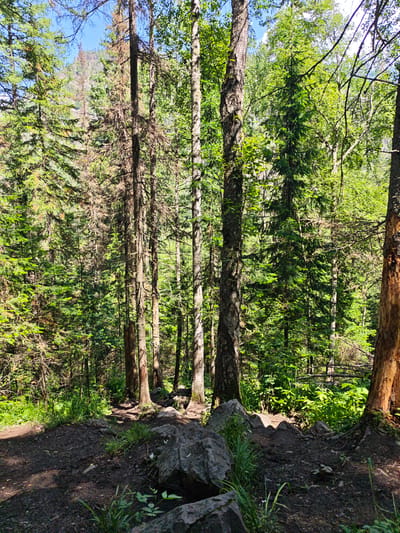 The image depicts a dense forest scene with tall trees and a dirt path winding through it. The path is covered in fallen leaves and rocks, suggesting it is a hiking trail. Sunlight filters through the canopy, creating dappled patterns on the forest floor. The trees are a mix of evergreen and deciduous species, with lush green foliage. In the distance, a rocky mountainside is visible, partially obscured by trees. The overall impression is one of a natural, untouched landscape. This scene is typical of the natural landscapes found in and around the city of Aigir, Russia, which is known for its mountainous terrain and extensive forests.
