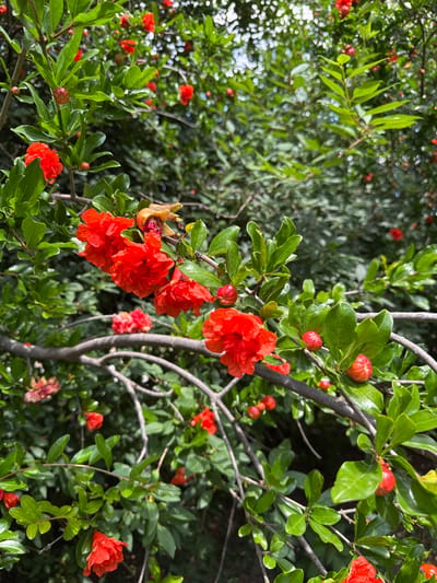 The image displays a close-up view of a pomegranate (Punica granatum) plant in full bloom, located in Becej Municipality, Serbia. The plant exhibits dense, ovate green foliage. Numerous vibrant, crinkled red-orange flowers are visible, some fully open, revealing their internal structures, while others are in bud form or partially open. Additionally, several nascent, spherical, ribbed fruit structures, ranging from reddish-green to fully red, are present on the branches. The woody branches are gnarled and visible throughout the frame, intertwining with the leaves and blossoms. The background consists of highly blurred green foliage and bright, circular bokeh effects, indicating an outdoor setting with natural light and other vegetation out of focus behind the primary subject. No people, animals, or artificial structures are discernible.