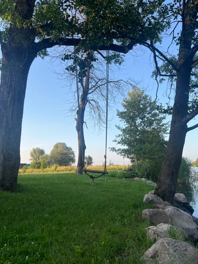 This image depicts a tranquil scene by the water's edge, likely in Šyša, Lithuania, characterized by lush greenery and natural elements. In the foreground, a neatly manicured lawn is dotted with small white wildflowers, bordered by large, weathered grey stones that transition into the calm, reflective surface of a body of water on the right. Two mature trees with thick, textured bark frame the view. The tree on the left is partially obscured, its branches laden with green leaves that create dappled shadows on the grass. Hanging between these trees is a rustic wooden swing, suspended by thick ropes.
In the midground, another tree stands tall, its branches mostly bare, contrasting with the leafy foliage of the flanking trees. Beyond the swing, a field stretches out, filled with tall grasses and wildflowers, hinting at a meadow or pasture. In the distance, a cluster of various trees, some dense with leaves and others more sparse, create a varied and natural backdrop under a clear, pale blue sky. The overall impression is one of serene, rural beauty, with the swing suggesting a place of leisure and contemplation. There are no people or animals visible in the image.
