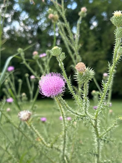 A close-up, shallow depth-of-field photograph captures a field of thistle plants with one prominent, fully bloomed pink thistle flower in the foreground, slightly to the left of center. The flower is round and fluffy, composed of numerous delicate pink petals. To the right of the pink flower, a thistle bud with green, spiky bracts is visible, with a dried, light brown thistle bud above it. Other thistle plants with buds and some less defined pink flowers are scattered throughout the background, which is a soft blur of green foliage and bokeh lights, suggesting a natural outdoor environment. The stems of the thistles are green and covered in sharp spines. The overall impression is of a wild, natural setting, likely in a meadow or overgrown area within the city of Grivitsa, Bulgaria.