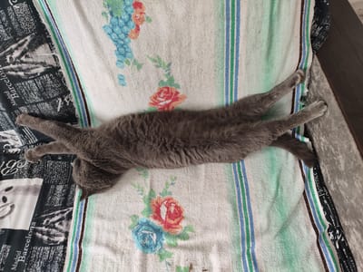 A grey cat is sprawled out on a striped blanket, its body fully extended. The blanket has vertical stripes of white, light green, blue, and brown. Floral patterns, including red and blue roses, are visible on the blanket. The cat's head is resting on a black and white patterned fabric which appears to have text and images related to cities like Madrid and Barcelona. The scene is captured from a top-down perspective. The location is not specified in the image or its metadata, and therefore cannot be determined to be in Денисово, Russia.