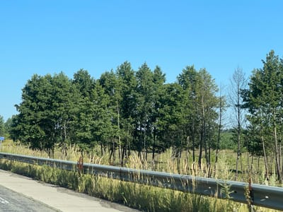 A photograph captures a roadside scene on a clear, sunny day, likely in the vicinity of Pyrizhky, Ukraine, given the presence of a blue sign with "107" on it, which is consistent with Ukrainian highway markers. The foreground is dominated by a concrete sidewalk and a silver metal guardrail that runs horizontally across the frame. Tall, dry grasses and some green vegetation line the area between the sidewalk and the guardrail, and also extend behind it.
Beyond the guardrail, a dense line of lush green deciduous trees forms a solid natural barrier. The trees are varied in height and density, with some appearing fuller and others more sparse. A few thinner, leafless trees are interspersed among the foliage, suggesting different species or stages of growth. In the background, beyond the trees, a field of green crops, possibly corn, is visible, indicating agricultural land. The sky above is a vast expanse of clear, bright blue with no clouds. The overall impression is one of a rural or semi-rural roadside environment.