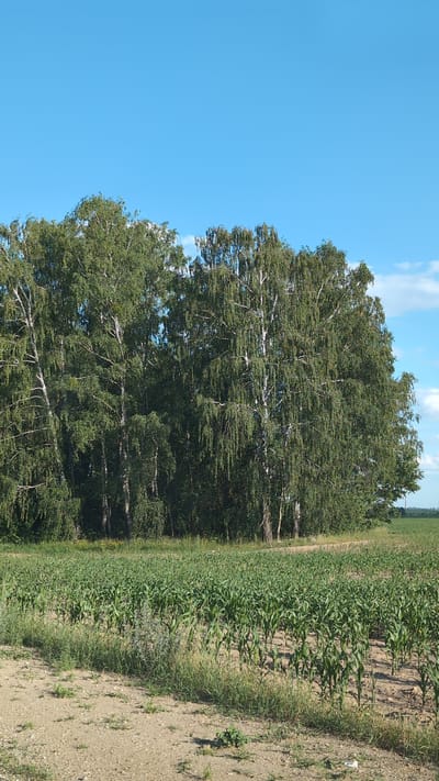 This is a vertical, full-frame, outdoor, daytime photograph taken in the Sapotskin District of Belarus. The scene is dominated by a large, mature birch tree with a white and dark bark, its branches filled with green leaves. The tree is positioned on the left side of the frame. To the right of the tree is a field of young corn plants, with rows of stalks and green leaves extending into the distance. The ground in the foreground is dry and sandy, with patches of grass and small weeds. The sky is a clear, bright blue with a few wisps of white clouds visible behind the tree. The overall impression is one of a rural, agricultural landscape on a sunny day. There is no text visible in the image.