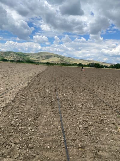 The image shows a vast, newly plowed agricultural field. Several parallel lines of black irrigation tubing are laid across the tilled earth, indicating a systematic approach to watering. In the middle distance, a lone figure, dressed in dark clothing and an orange vest, is operating a small, bright orange piece of farm equipment, possibly a seeder or planter. The field is characterized by its dry, clumpy soil, with visible tire tracks from agricultural machinery. Rolling hills covered in dry grass and scattered vegetation form the backdrop, with a line of trees along the horizon. The sky is filled with dramatic, puffy white and gray clouds against a bright blue expanse. The location is identified as Kurtovo Konare, Bulgaria.