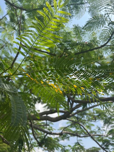 This is a close-up, low-angle shot looking up through the leaves of a tree. The leaves are compound, with many small, oval-shaped leaflets arranged along a central stem. Some of the leaflets are a vibrant green, while others are tinged with yellow, suggesting they might be young or starting to change color. Sunlight filters through the foliage, creating a dappled effect. In the background, the branches of the tree are visible, along with a bright, overcast sky. The overall impression is one of a lush, green canopy, possibly indicating a humid or tropical environment. The image does not contain any people, text, or specific event. Given the location context of Barako, Nigeria, this scene is likely representative of the natural vegetation found in that region. The time of day appears to be daytime, with diffused light suggesting either morning or late afternoon, or an overcast sky.