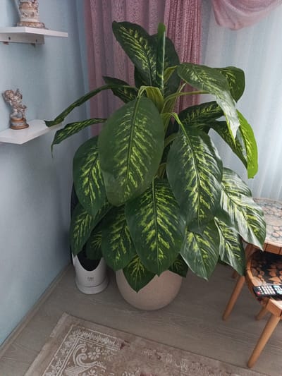 An interior scene depicts a large, potted Dumb cane plant with variegated green and yellow leaves, positioned in a corner. To the left of the plant, a light blue wall features two white shelves. The lower shelf holds a small, gold-colored cherub statue. The upper shelf holds a decorative white and gold ceramic object. A pale pink, sheer curtain hangs in the background. On the floor in front of the plant, a white fan is visible, along with a portion of a beige rug with an ornate pattern. To the right of the plant, a small, wooden side table with a patterned top stands, with a remote control on its surface. The flooring appears to be light-colored laminate. The scene is indoors, likely a living room or entryway, in İnegöl, Turkey.