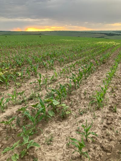 The image shows a field of young corn plants in Pisanets, Bulgaria. The plants are arranged in rows and are growing in dry, cracked soil. There is a sunset in the background.