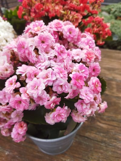 A close-up, vertical shot shows a pot of pink kalanchoe flowers on a wooden surface. The flowers are dense and clustered, with many small, layered petals. The pot is a silver-colored metal bucket with a matte finish. In the background, out of focus, are red kalanchoe flowers, some white flowers, and green foliage. The wooden surface appears to be a rustic table or deck. The scene is located in Monheim am Rhein, Germany.