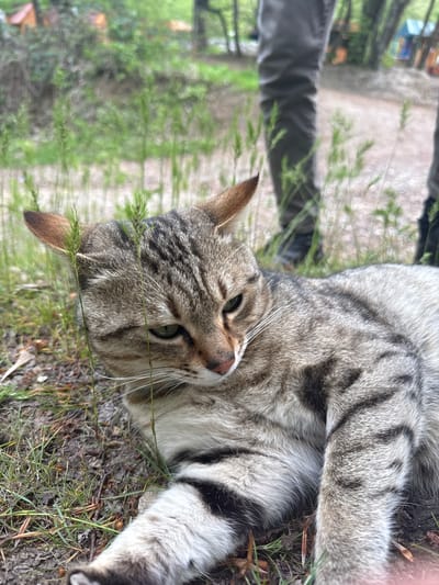 A grey tabby cat is lying on the ground, surrounded by grass and dirt. The cat is positioned sideways, with its head tilted slightly towards the camera. The background includes hints of a person's leg and a blurred walkway or path with trees. The location is possibly a grassy area near a pedestrian path, but specifics like the city in Armenia are not discernible from the image.