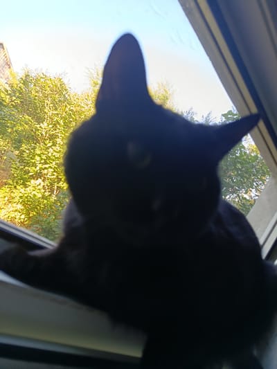 A black cat sits on a windowsill, silhouetted against a bright, sunny sky. Lush green trees and foliage are visible in the background, suggesting an outdoor or garden setting. The cat's features are indistinct due to the backlighting and the blurriness of the image, but its ears are clearly visible. The scene is likely captured from a low angle, looking up towards the cat. The location is specified as Artsyz, Ukraine, which is a city in the Odesa Oblast.