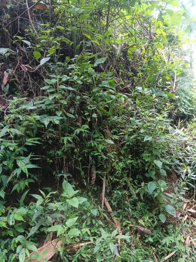 A dense wall of green vegetation covers the frame. Leaves in various shapes and sizes intermingle with thin branches. Some plants appear to be climbing or hanging down, while others stand upright. Brown soil is visible in the background, supporting the lush growth. Patches of sunlight filter through the canopy, creating highlights on certain leaves. The overall impression is of a wild, untamed, and overgrown environment.