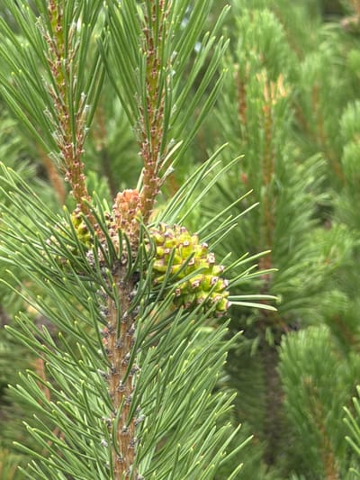 An extreme close-up shot focuses on a cluster of young, green pine cones developing on a branch of a pine tree. The cones are small and have an angular, segmented appearance with visible scale-like structures. They are surrounded by the long, slender needles of the pine tree, which are a vibrant green and appear sharp and pointed. The background is a soft, green blur of more pine foliage, suggesting a dense forest or grove. The lighting is natural and diffused, creating a relatively even exposure across the scene. The image appears to be taken outdoors in a natural environment, likely in a forested area within or near the city of Озерное (майминский), Russia. There are no people or animals visible in the image.