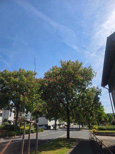 The image shows a street scene in Görgeshausen, Germany. Two blooming red horse chestnut trees (Aesculus carnea) line the roadside. The sky is clear and blue with faint contrails. Adjacent to the road is a sidewalk with a wooden fence. Buildings are visible behind the trees, including white houses and a larger commercial structure. A street runs parallel to the sidewalk and trees. The image is taken from an elevated perspective, potentially from a balcony or upper floor.