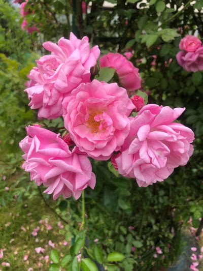 A close-up, eye-level, vertical shot captures a cluster of vibrant pink roses in full bloom, set against a backdrop of lush green foliage. The roses are the primary subjects, with their delicate petals unfurling in various stages of openness. Some roses are fully bloomed, revealing their intricate inner structures and stamens, while others are still in bud form, hinting at future beauty. A few fallen rose petals are scattered across the ground below, adding a touch of ephemeral charm to the scene. The overall impression is one of natural beauty and tranquility. The location is not specified in the image, and therefore cannot be identified as being in Pustovo, Russia.