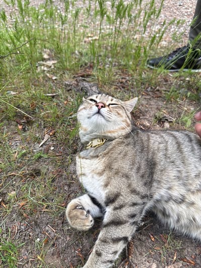 A grey tabby cat with black stripes, wearing a gold collar, is lying on its back on dirt and sparse grass, in Unknown, Armenia. A hand is visible petting the cat. Part of a person's leg and black shoe are visible in the background. The ground has some fallen leaves and small sticks scattered on it.