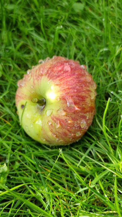 An overhead shot of a red and green apple resting on vibrant green grass. The apple is partially submerged in the grass and covered in numerous water droplets, indicating dew or recent rain. The grass blades are sharp and clearly defined, with a few droplets also visible on the grass itself, particularly on the blades to the right of the apple. The lighting suggests an overcast or early morning/late evening setting, with soft, diffused light creating subtle shadows. The overall impression is one of freshness and nature. This scene is located in Солнечная Поляна-3 Снт, Russia.