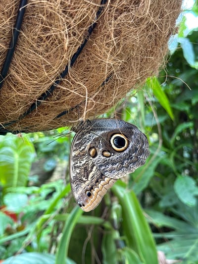 A close-up captures a butterfly perched on a brown, fibrous, woven object, possibly part of a hanging basket or similar structure. The butterfly has intricately patterned wings featuring what appears to be an "eye spot." The background is out of focus, revealing green foliage, suggesting an outdoor environment. The image was taken in Stratford-on-Avon, United Kingdom.